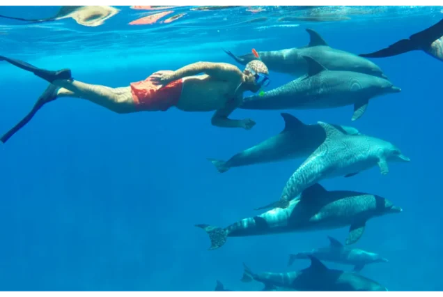 Dolphin House Snorkeling Trip