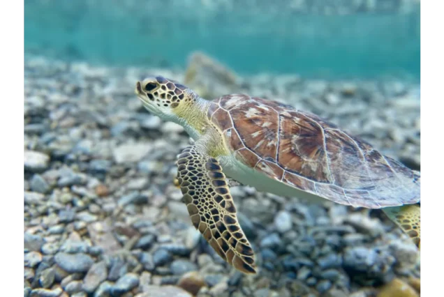 Abu Dabbab – Marsa Alam Turtle Snorkel