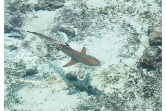 Shark's Bay Snorkeling Trip